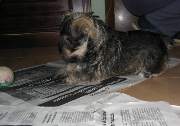 Cachorros de Schnauzer Miniatura Sal y Pimienta. Foto 056. 11-12-2003
