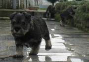 Cachorros de Schnauzer Miniatura Sal y Pimienta con 43 días de edad. Foto 063. 15-12-2003