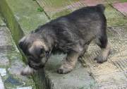 Cachorros de Schnauzer Miniatura Sal y Pimienta con 43 días de edad. Foto 064. 15-12-2003