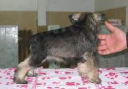 Cachorro de schnauzer miniatura sal y pimienta con 56 días de edad. Foto 073. 28-12-2003