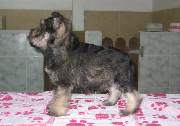 Cachorro de schnauzer miniatura sal y pimienta con 56 días de edad. Foto 077. 28-12-2003
