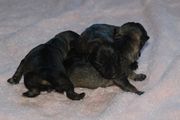 Tres cachorros de schnauzer mini sal y pimienta con unas horas de edad.  11-12-2009