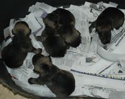 Los 5 cachorros de schnauzer mini sal y pimienta.  28-12-2009