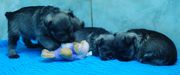 Cachorros de schnauzer miniatura sal y pimienta durmiendo y jugando.  12-01-2010