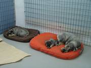 De izquierda a derecha: Hule (Aixa, miniatura), Wendy (cachorra de schnauzer miniatura) y Gema (Bruma, schnauzer mediana) en un momento de descanso.  22-02-2010